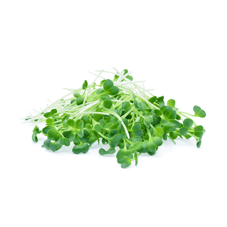 Alfalfa Sprouts