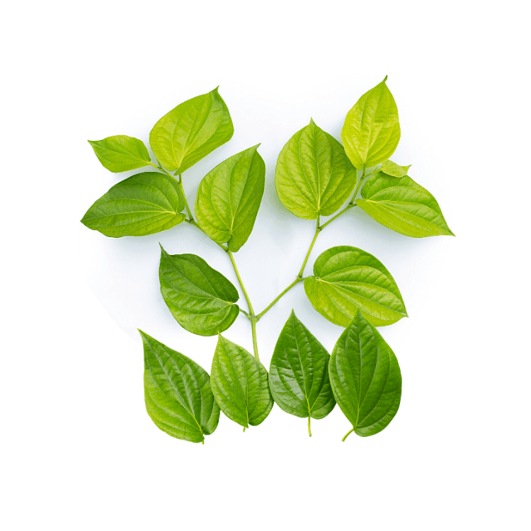Betel Leaves