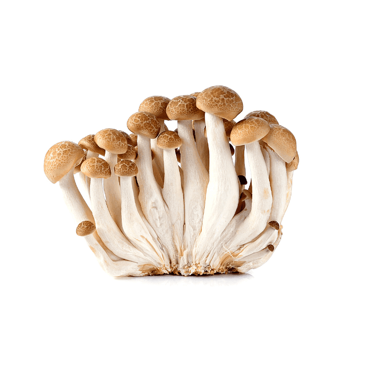 Brown Shimeji Mushrooms