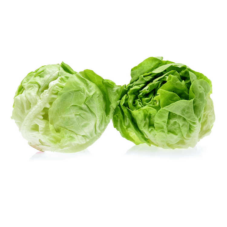 Butterhead Lettuce