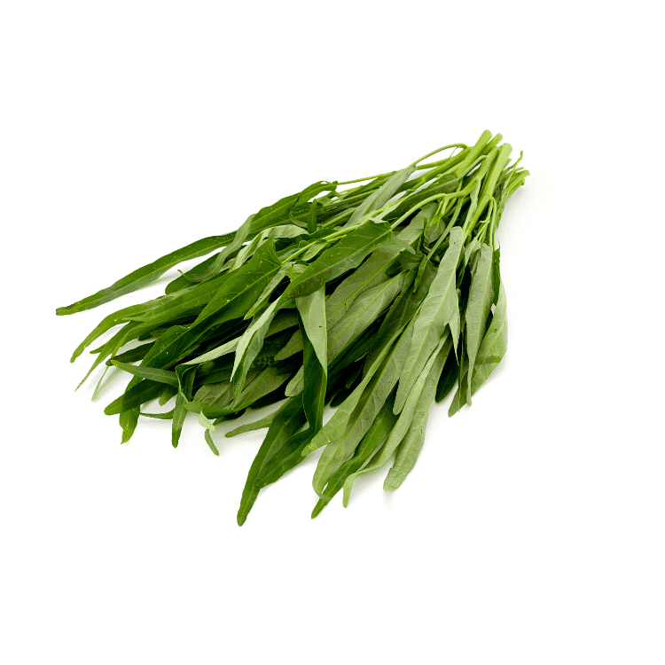 Chinese Morning Glory