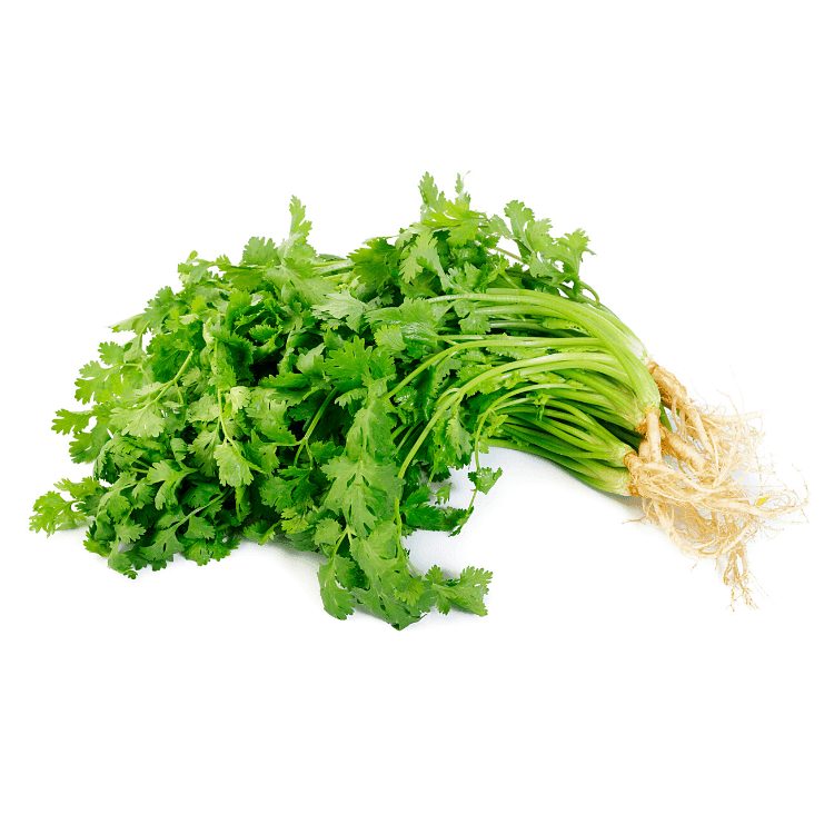 Coriander