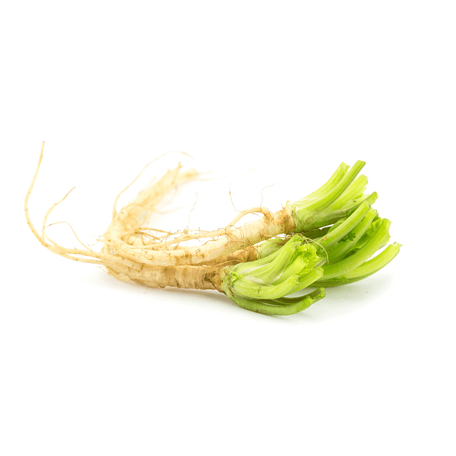 Coriander Roots