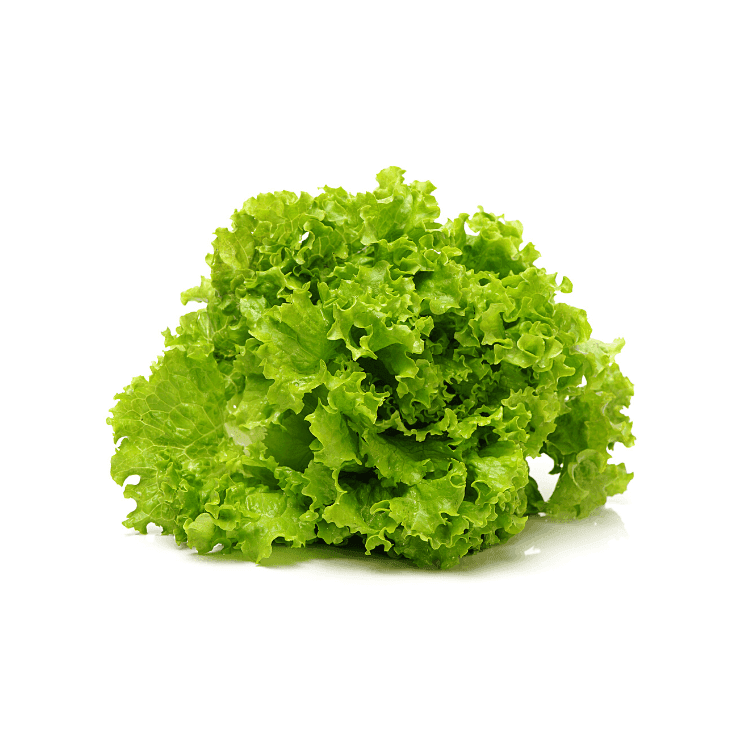 Green Lettuce
