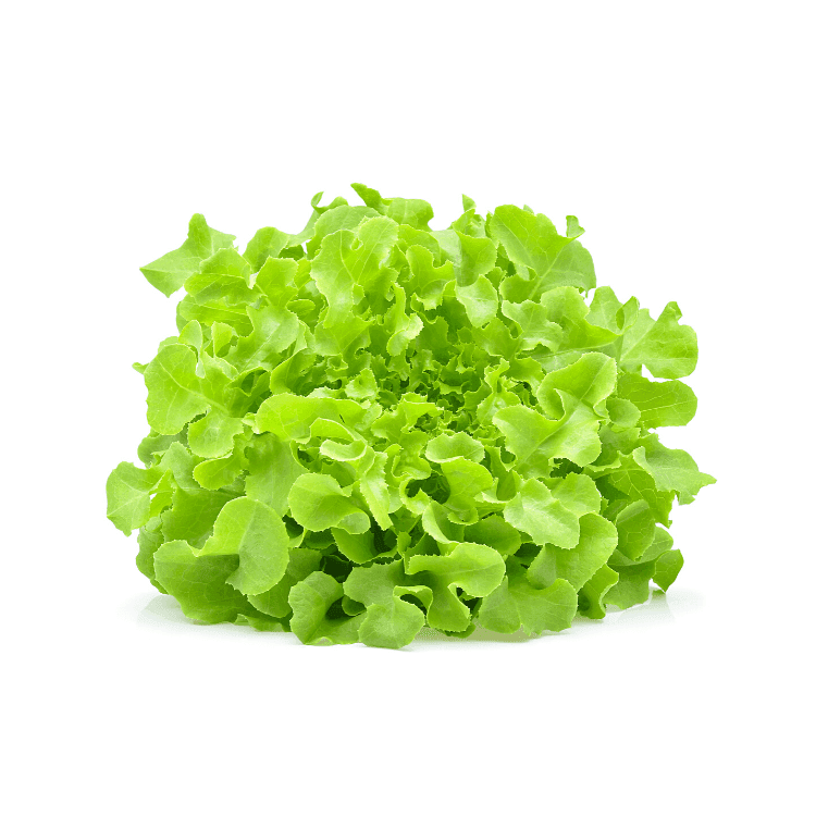 Green Oak Lettuce