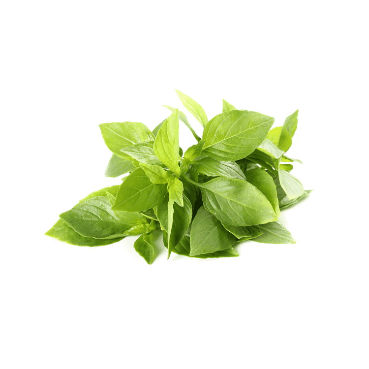 Hairy Basil