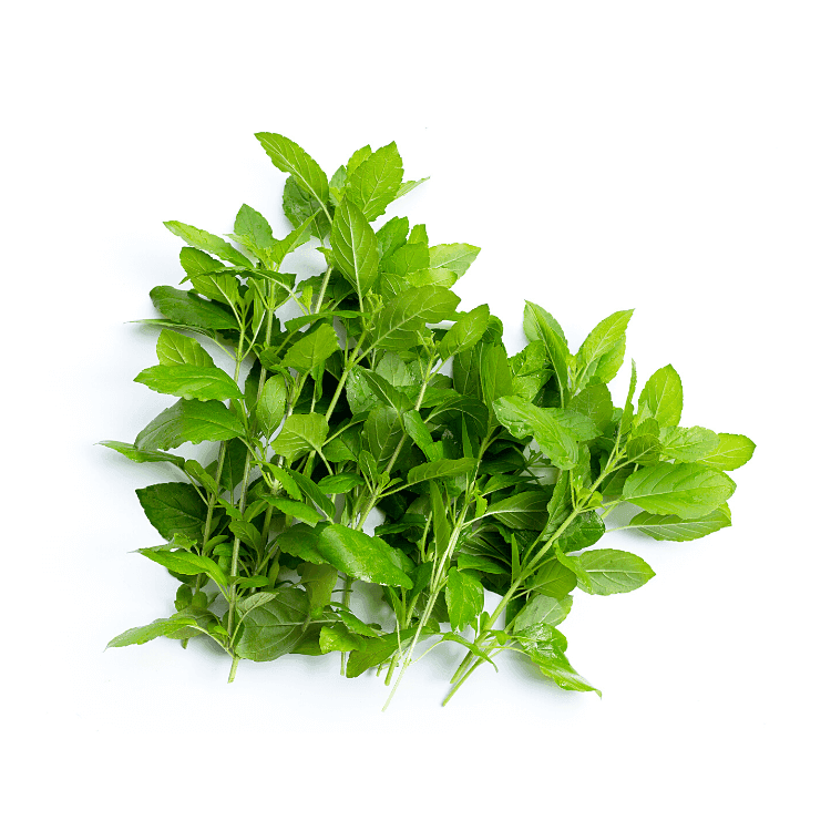 Hot Basil