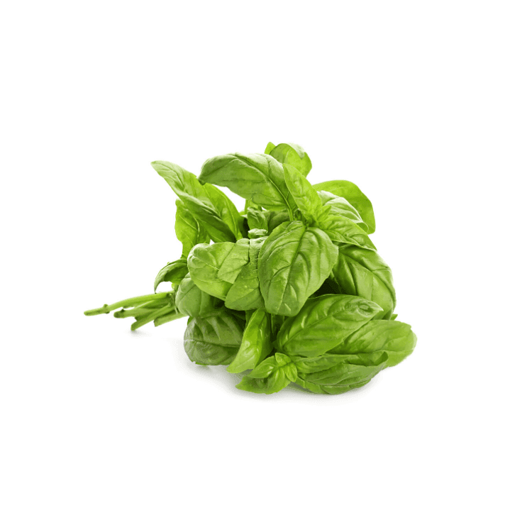 Italian Basil