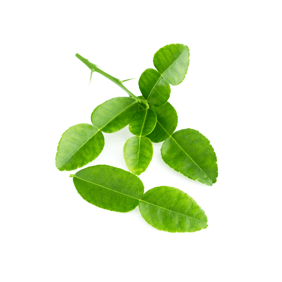 Kaffir Lime Leaves