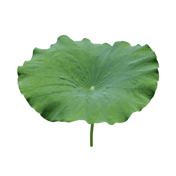 Lotus Leaves