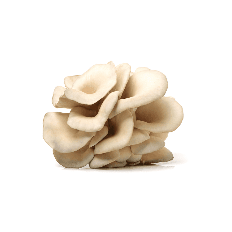 Oyster Mushrooms