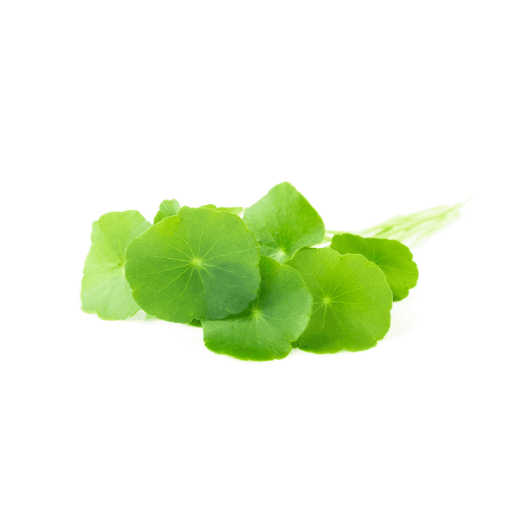 Pennywort