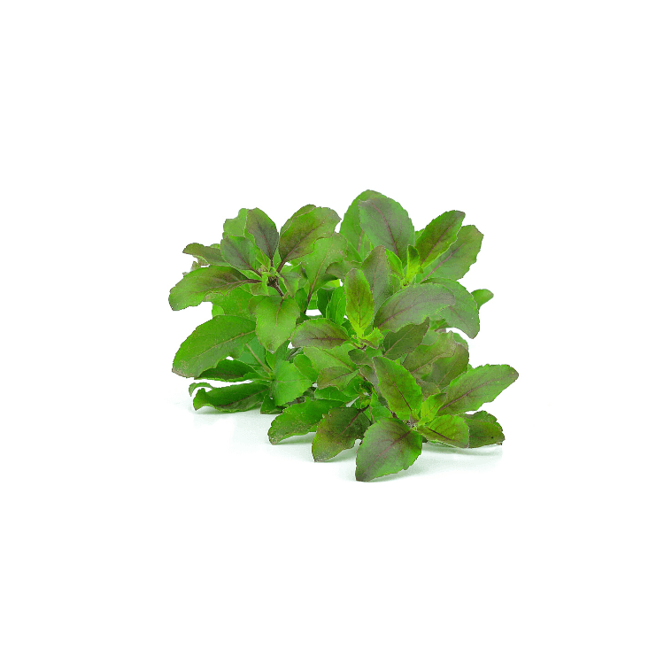 Red Hot Basil