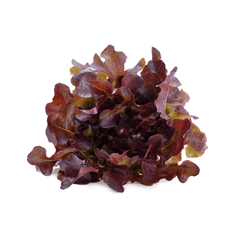Red Oak Lettuce