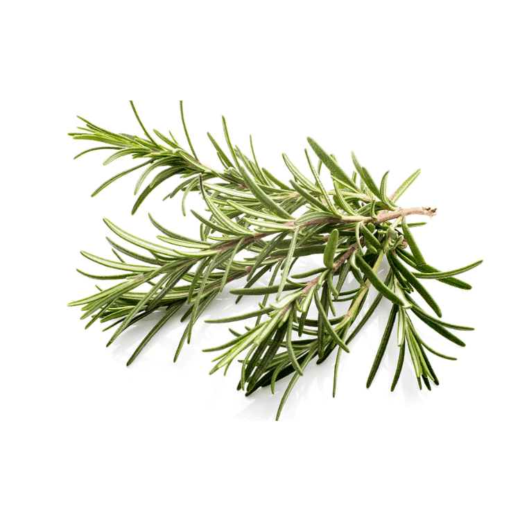 Rosemary