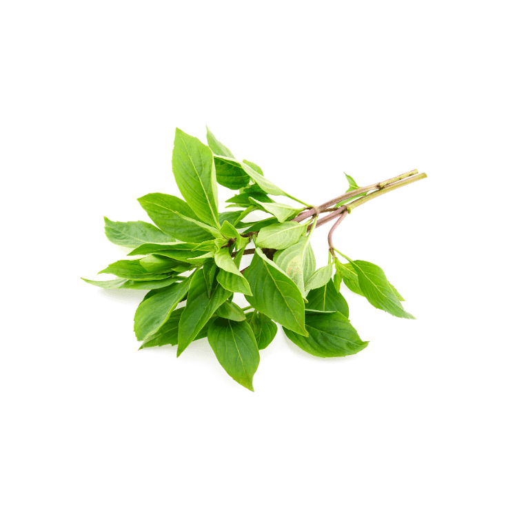 Sweet Basil