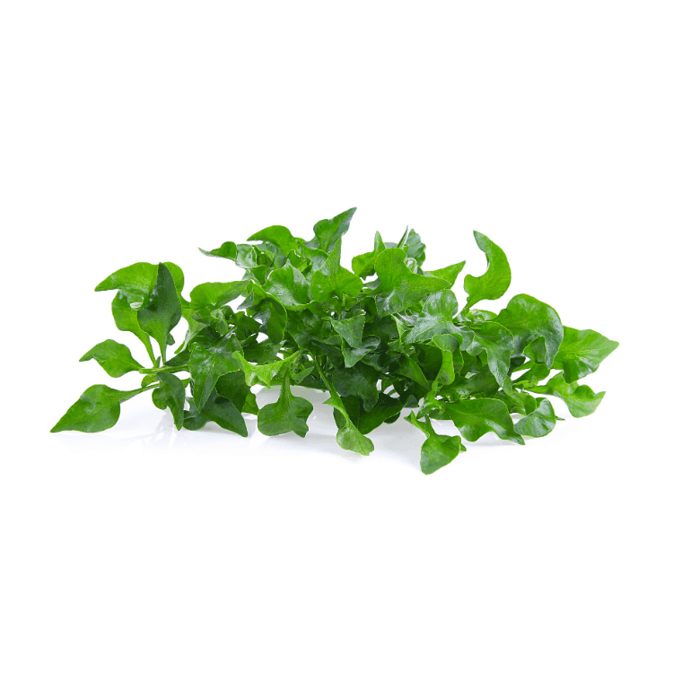 Watercress
