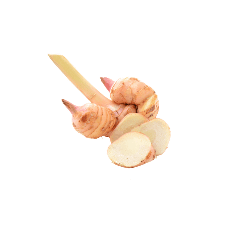 Young Galangal