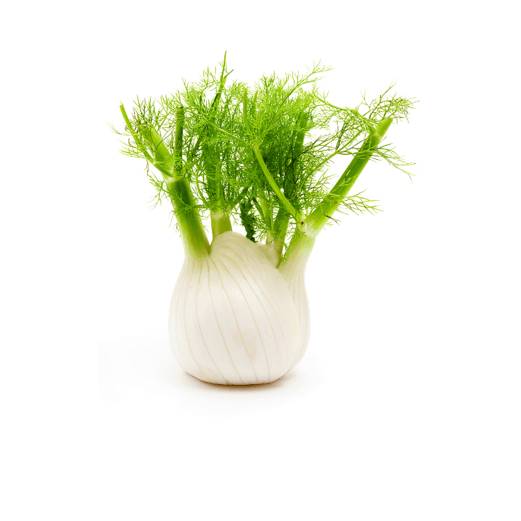 Fennel